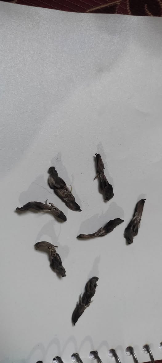 دا شكل ازهار الفول واقعة علي الارض